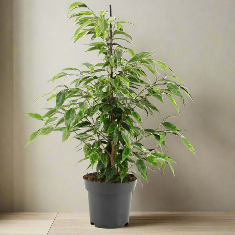 Ficus benjamina Anastasia