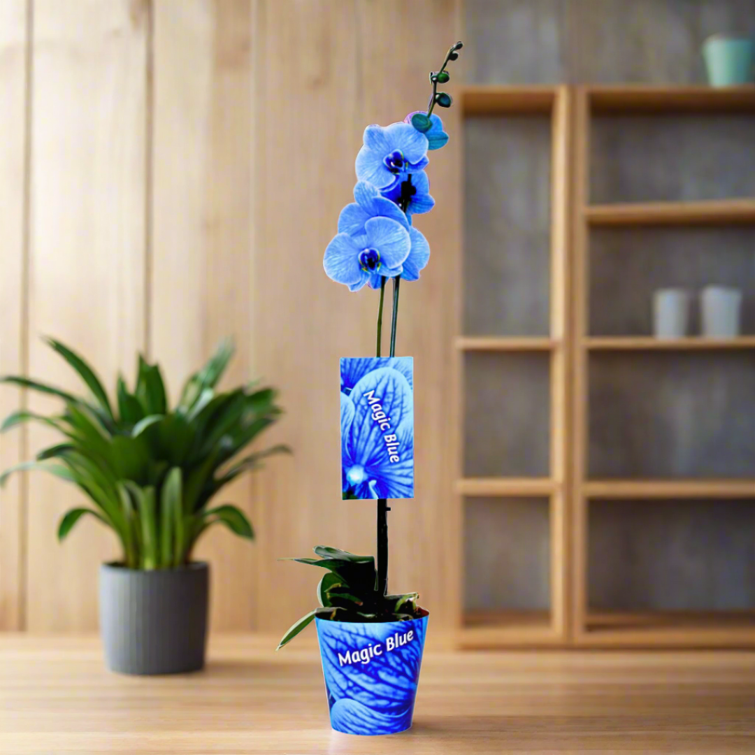 Phalaenopsis Orchid (12Ø 70cm)