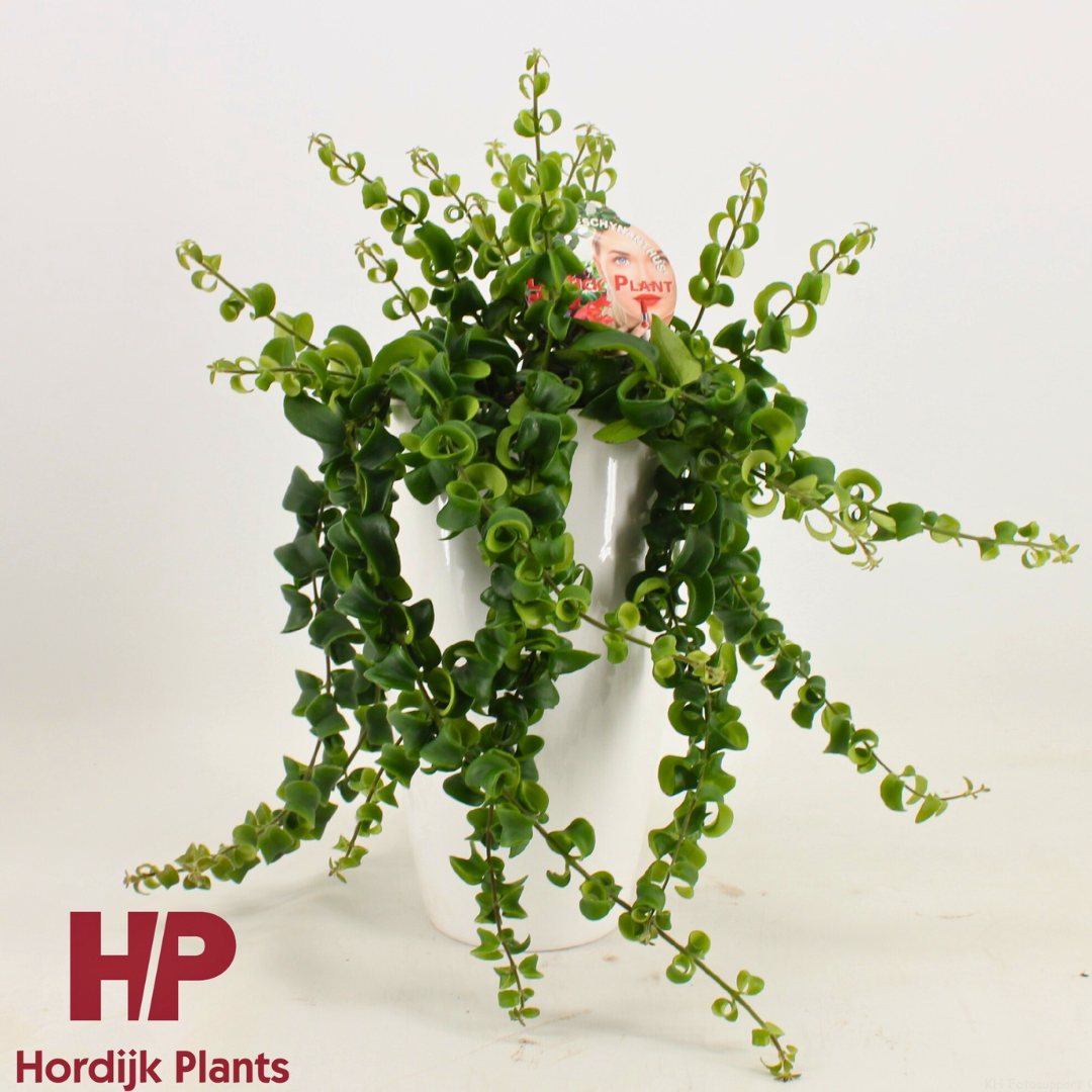 Aeschynanthus Rasta (15Ø 50cm)