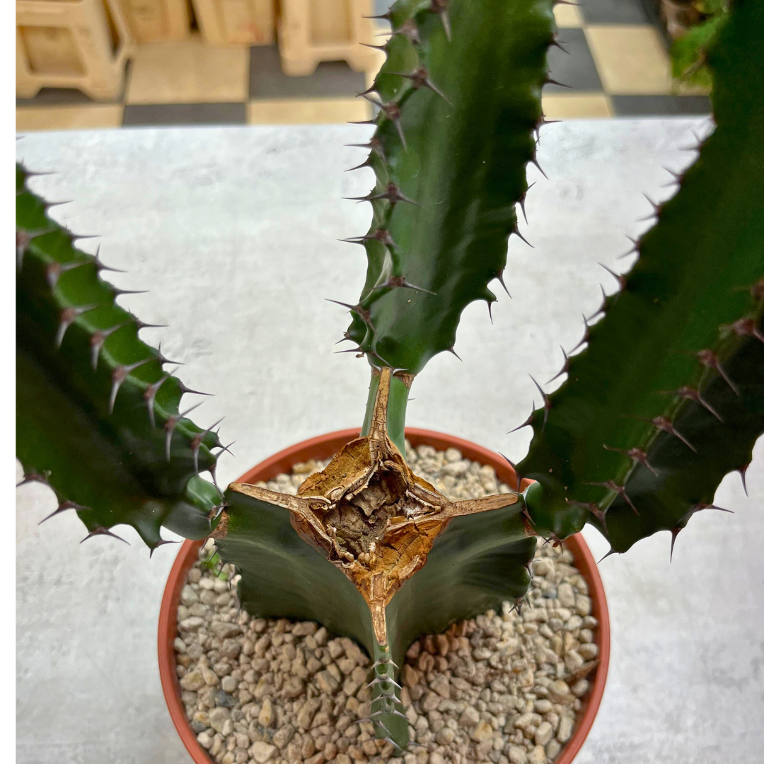 Euphorbia