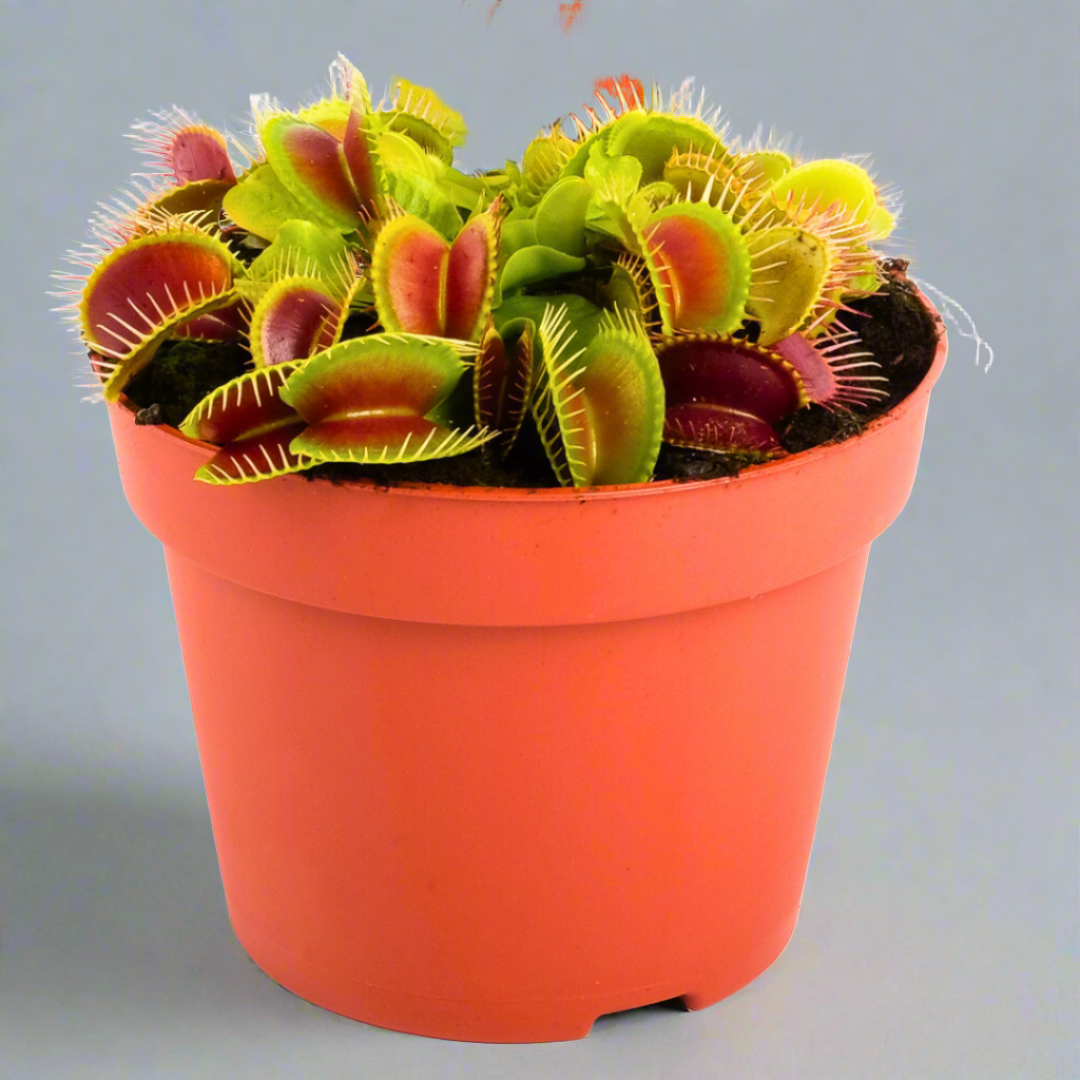 Dionaea Muscipula: The Venus Flytrap