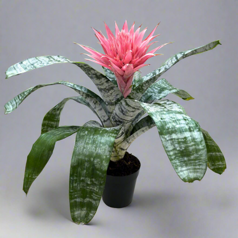 A potted Aechmea fasciata 'Primera' bromeliad with vibrant green leaves and a pink flower spike, placed on a wooden surface.