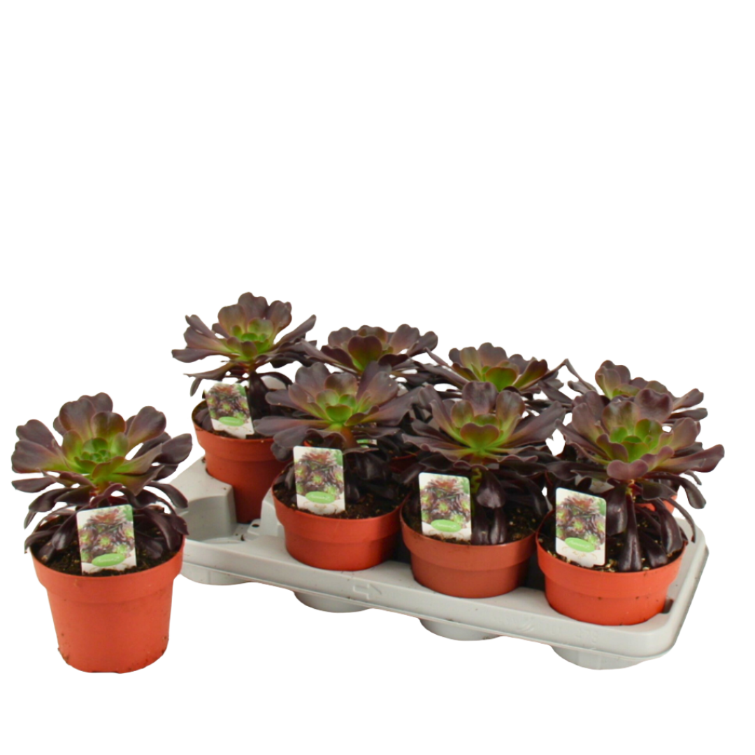 Aeonium Arboreum: The Showstopping Showoff (17Ø 35cm BLACK)