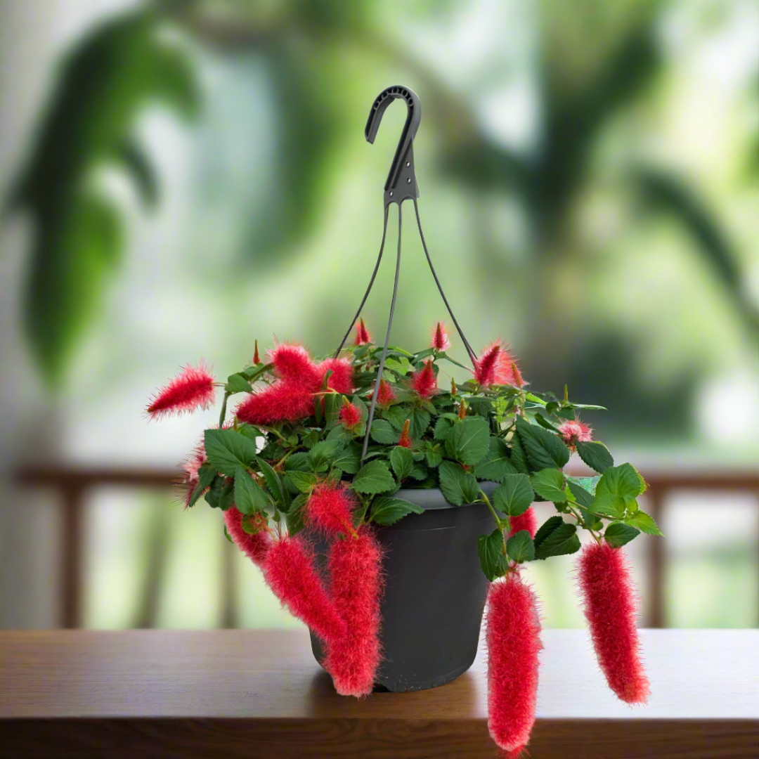 Acalypha Pendula: The Firetail with Flowing Flair (21Ø 25cm)