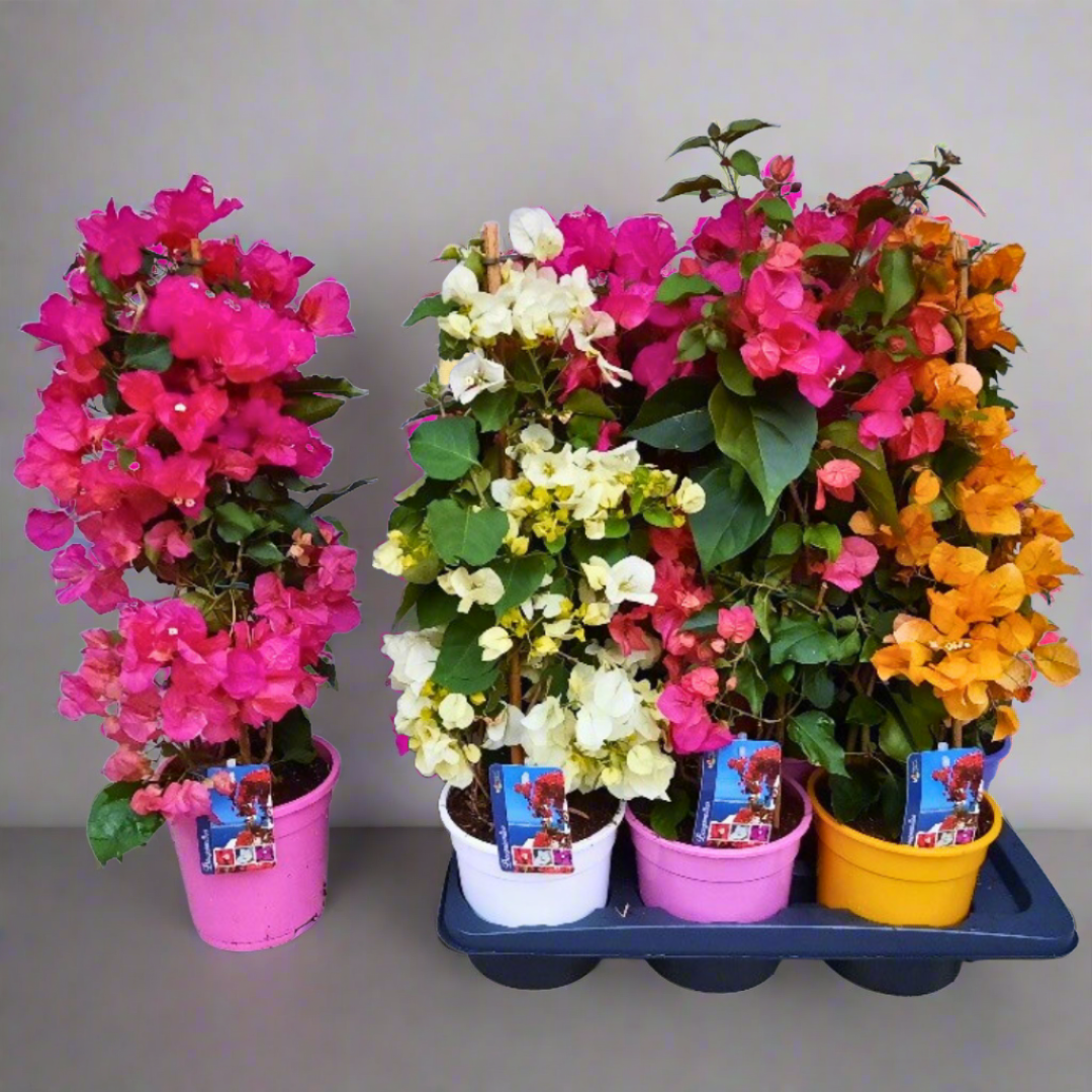 Bougainvillea (17Ø 70cm)