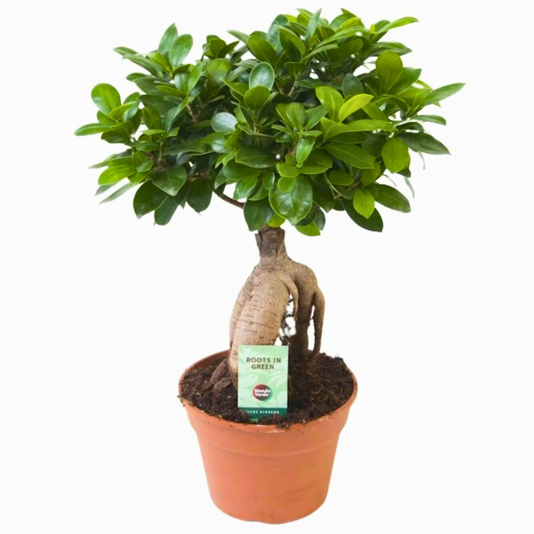 Ficus Ginseng Bonsai