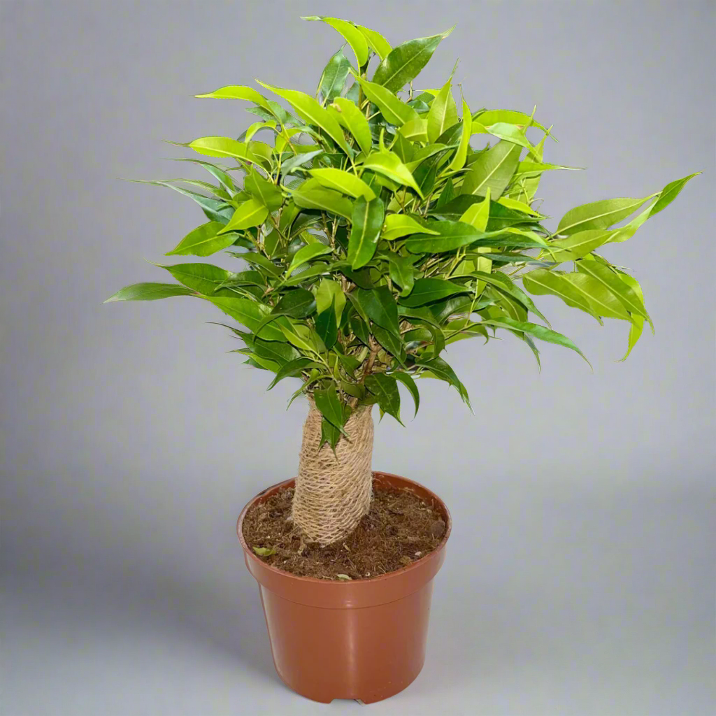 Ficus benjamina 'Natasja'(12Ø 35cm)