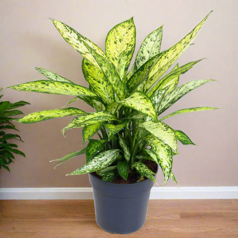 Dieffenbachia Vesuvius (19Ø 55cm)