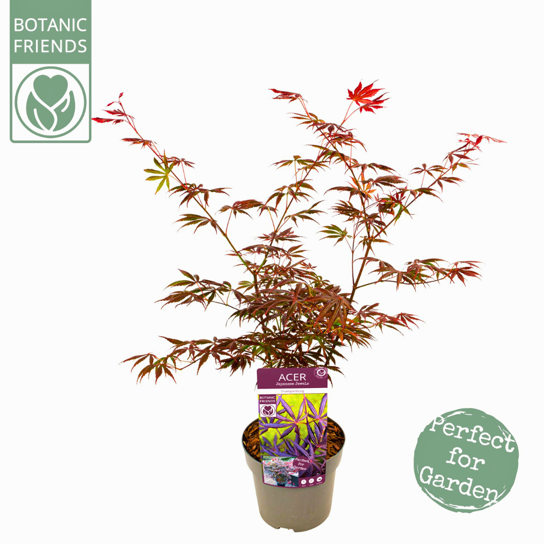 Acer Palmatum 15Ø 40cm
