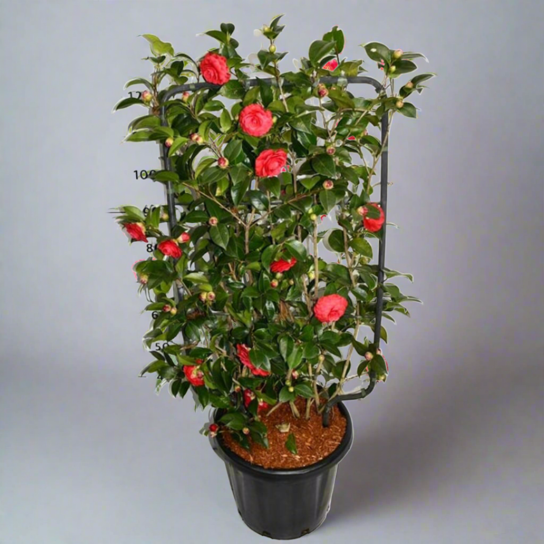 Camellia japonica (38Ø 150cm)