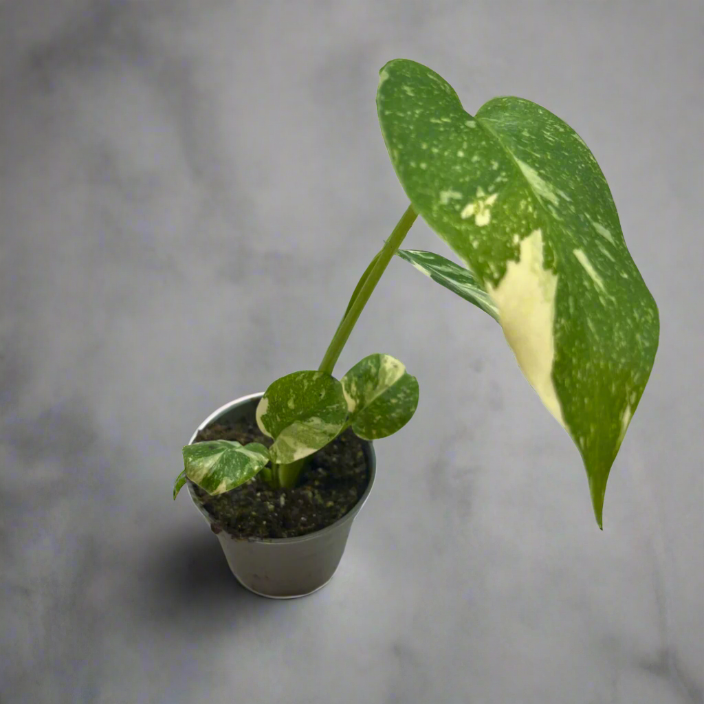 Monstera Thai Constellation Cheese Plant
