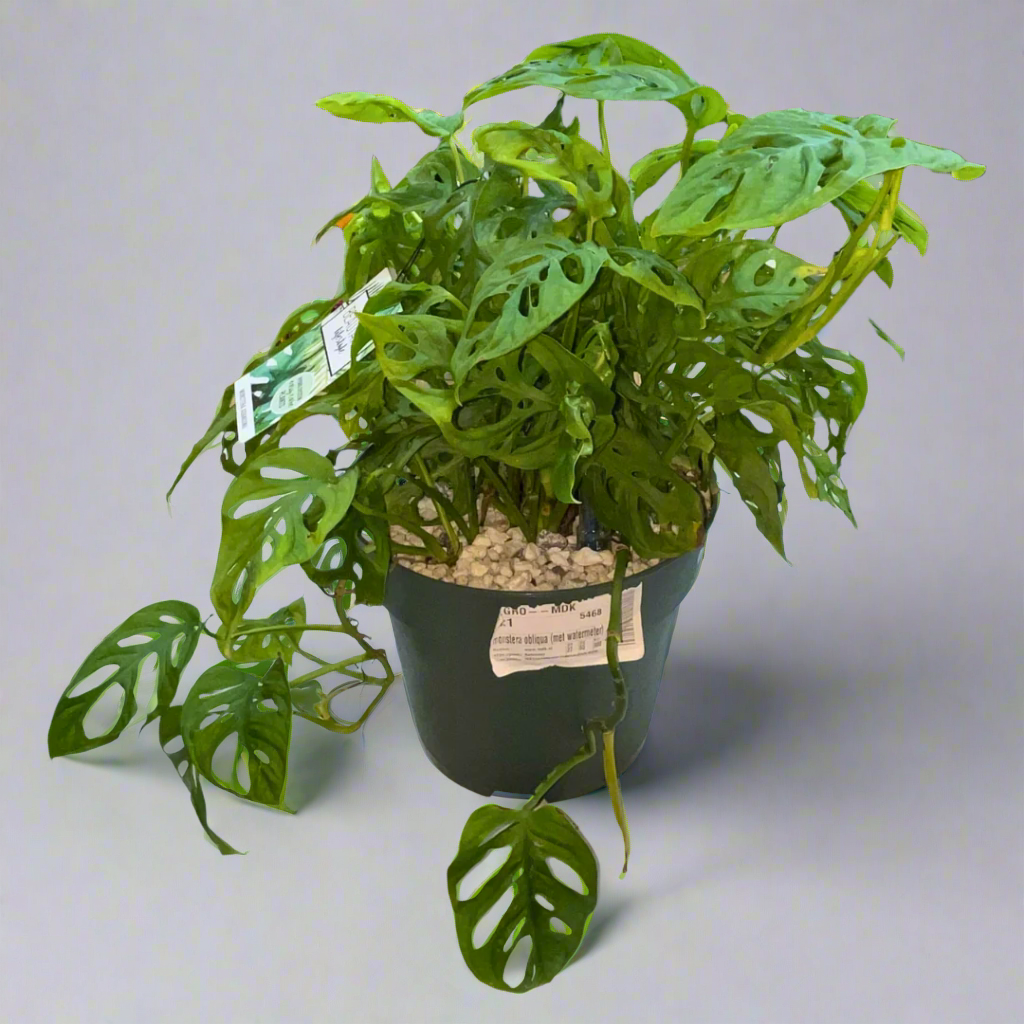 Monstera Obliqua: The Elusive Windowleaf