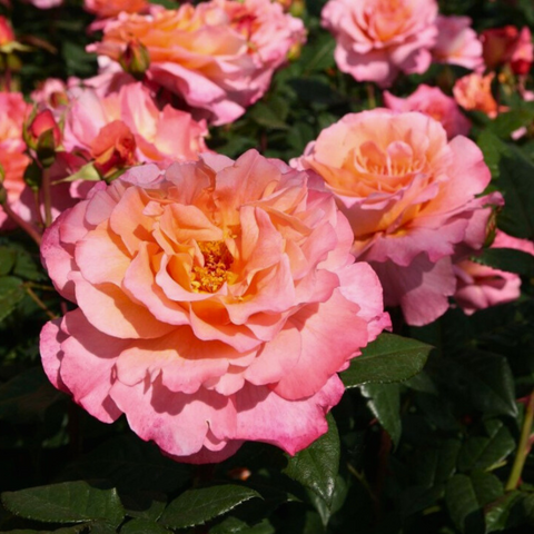 Augusta Louise Rose