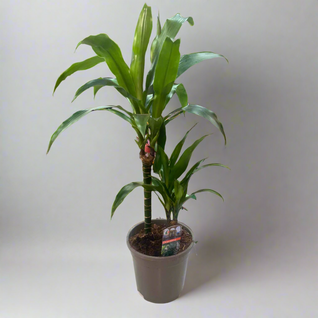 Dracaena Deremensis