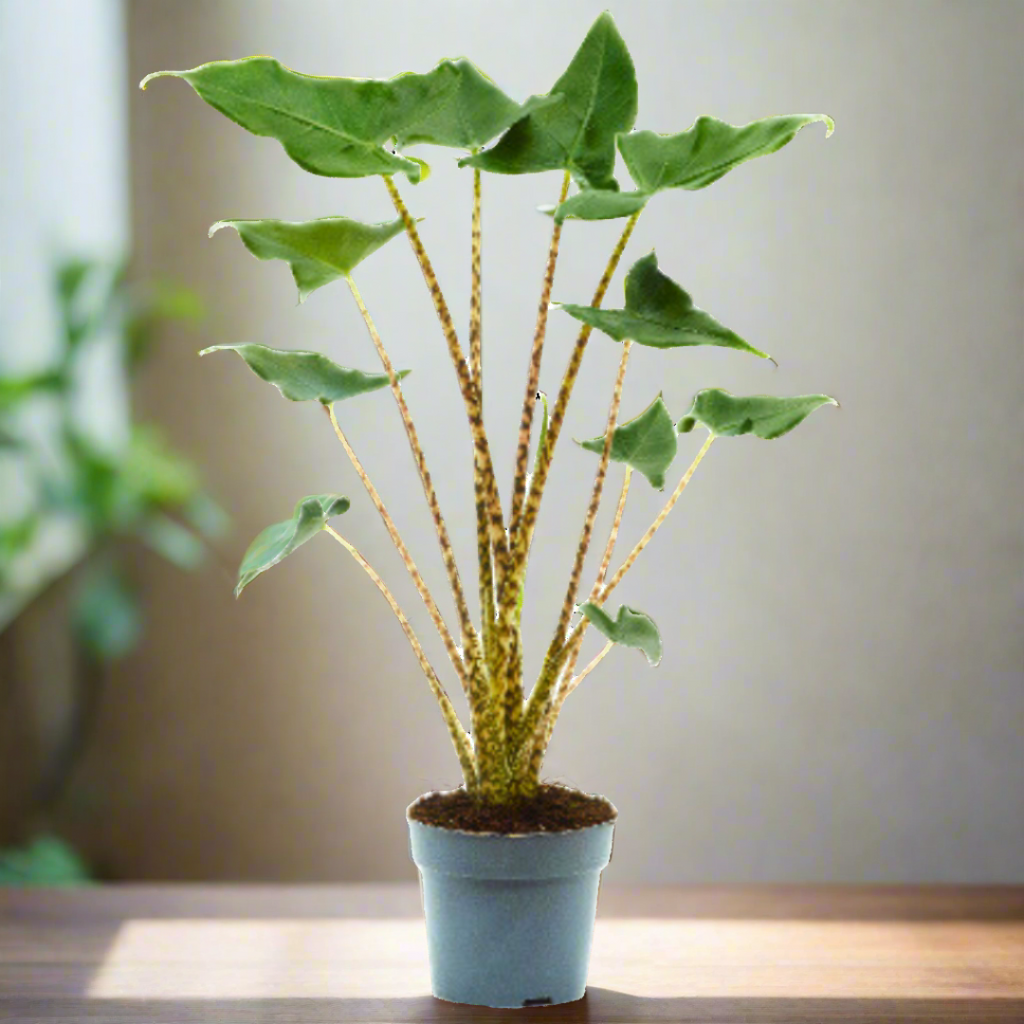 Alocasia Zebrina (19Ø 70cm)