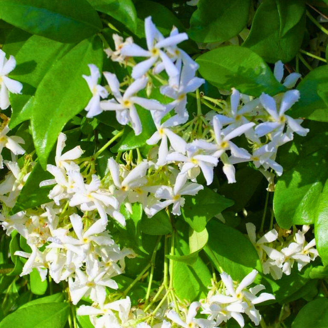 Jasminum Polyanthum: The Charming Jasmine Vine