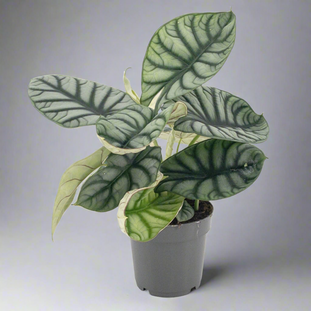 Alocasia Silver Dragon (14Ø 30cm)