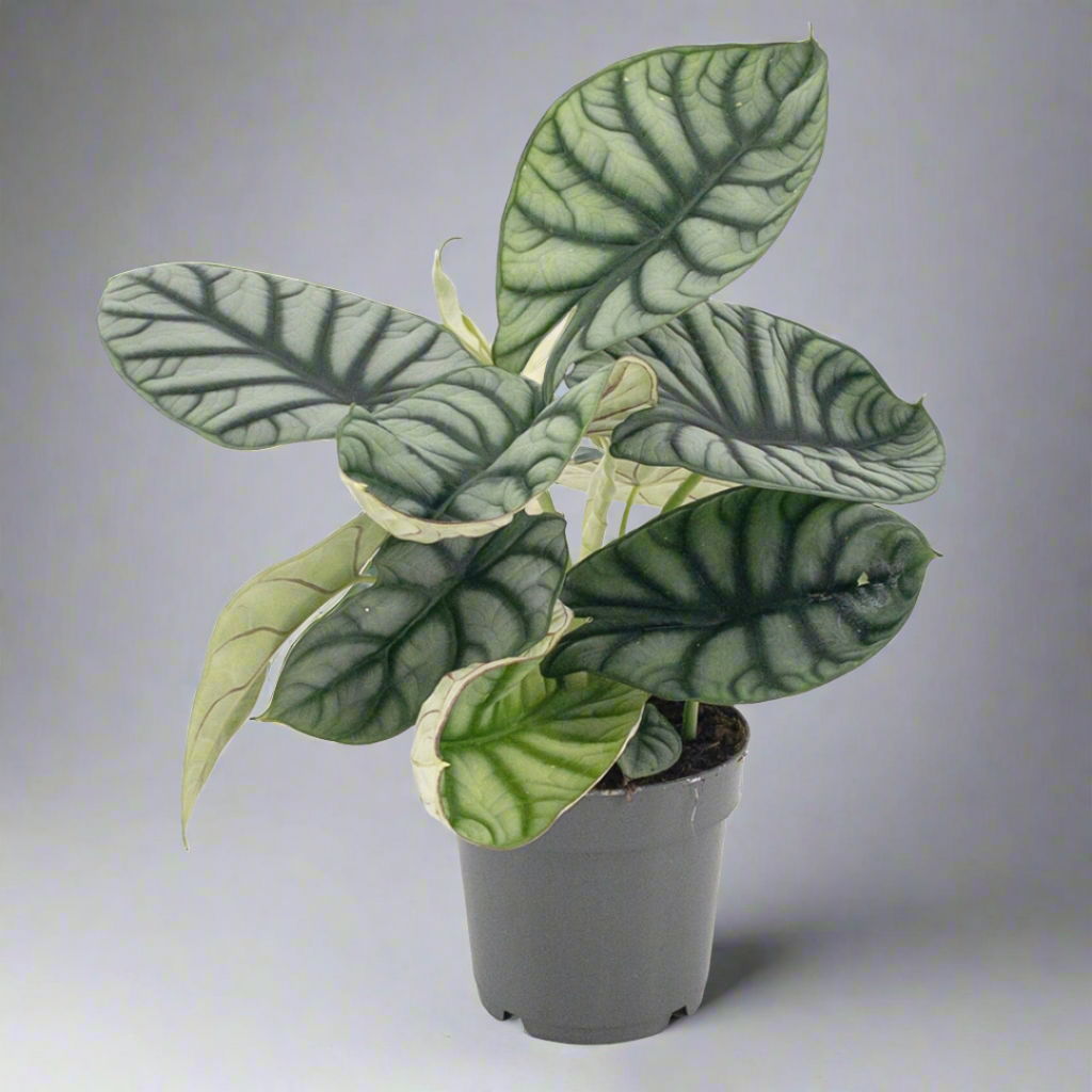 Alocasia Silver Dragon (14Ø 30cm)