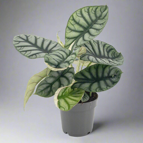 Alocasia Silver Dragon (14Ø 30cm)