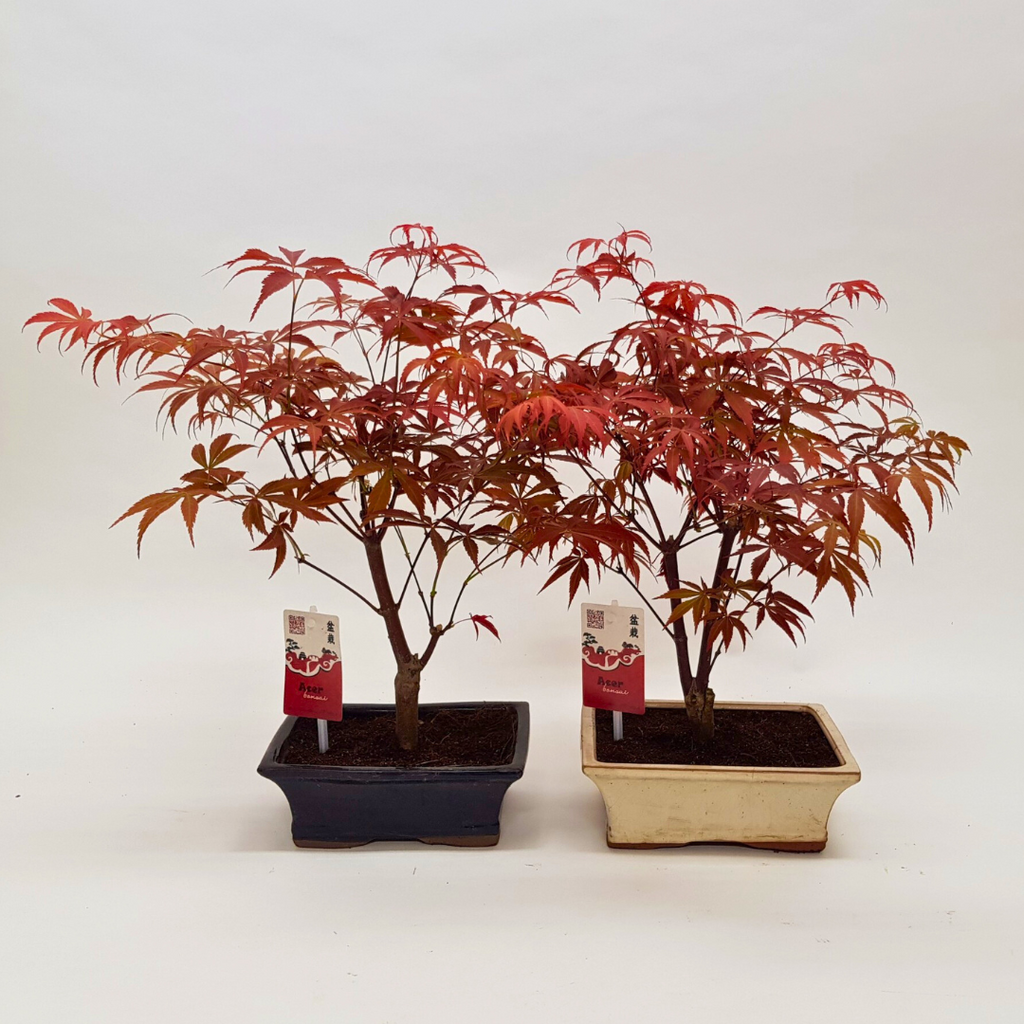 Acer Bonsai