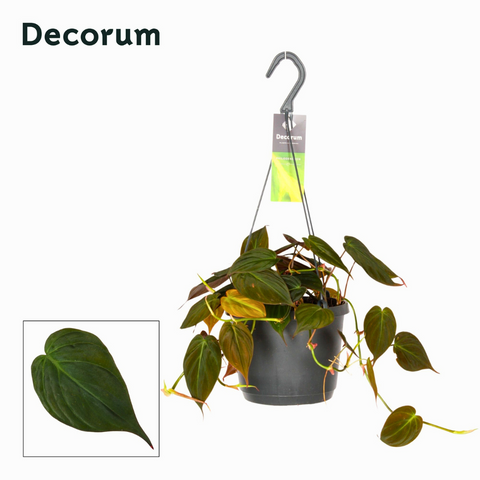 Philodendron Micans (15Ø 35cm)