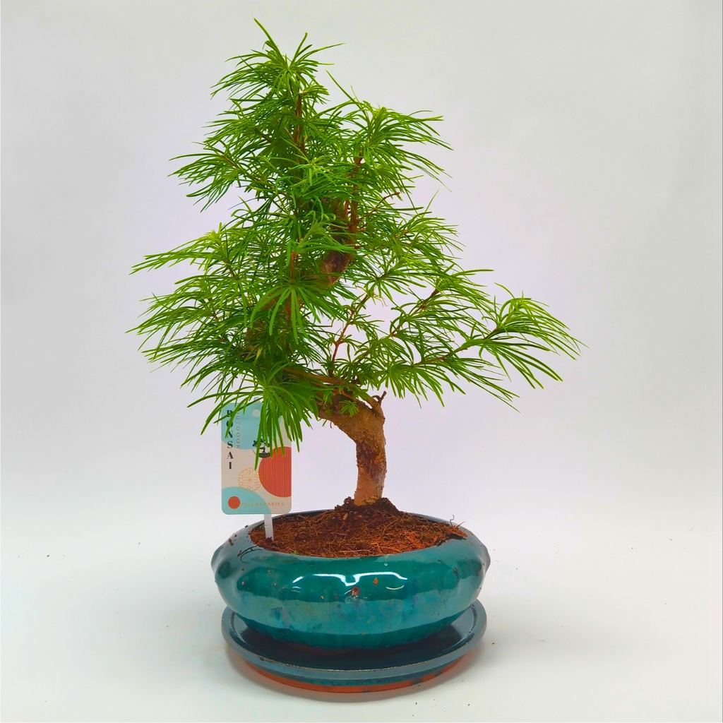 Pseudolarix Variegated (S-Shape Bonsai)
