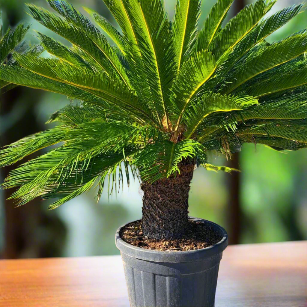 Cycas revoluta - Sago Palm ( 45Ø 155cm )