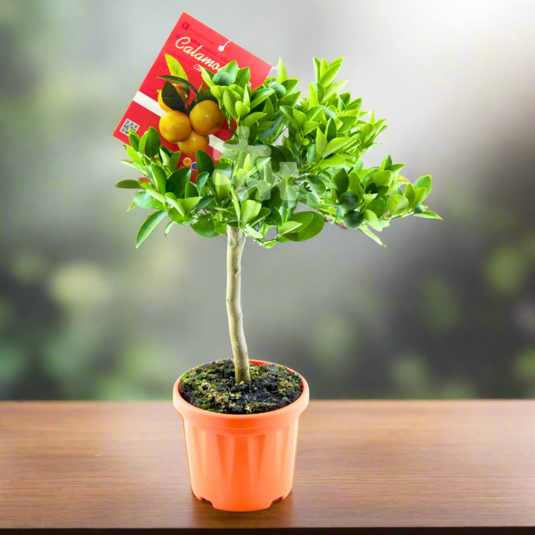 Citrus Microcarpa: The Tiny Titan of Citrus Trees (22Ø 70cm 9fr)