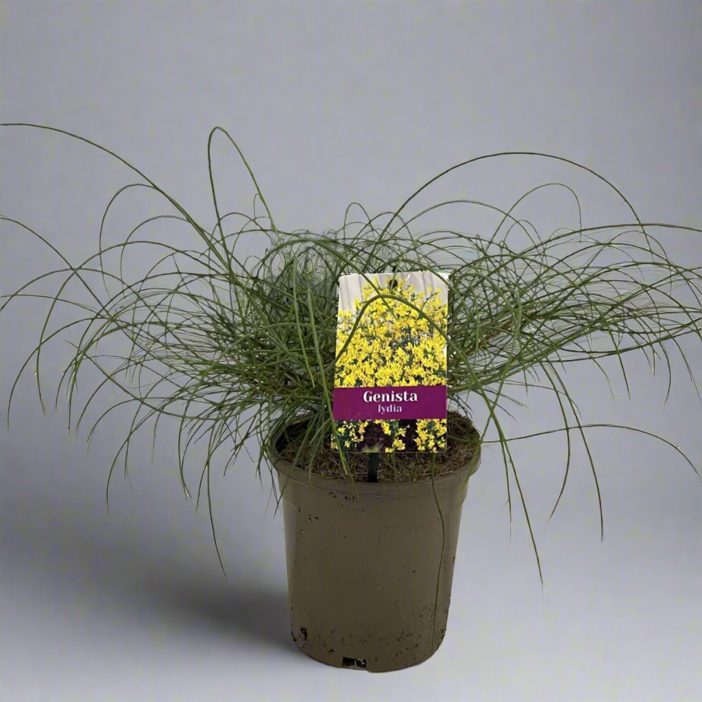 Genista lydia (Lydia Broom)