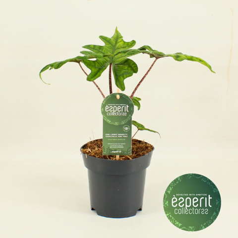 alocasia jacklyn