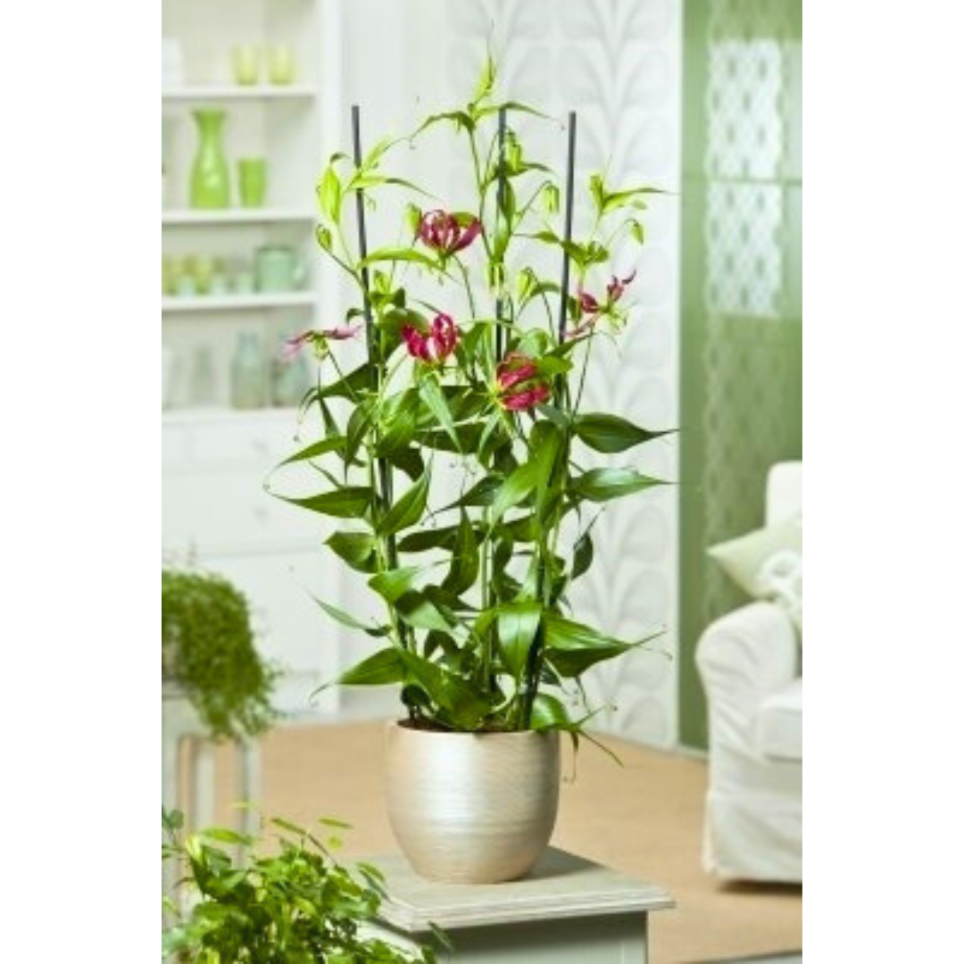 Gloriosa Rothschildiana: The Climbing Glory Lily