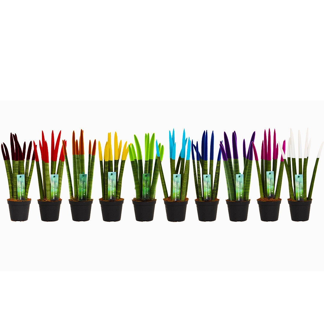 Sansevieria Velvet TouchZ