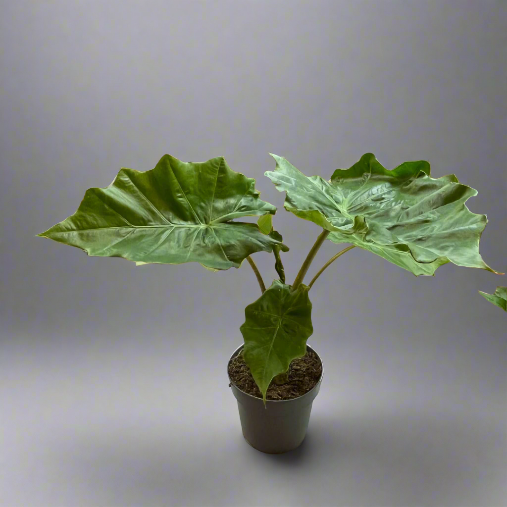 Alocasia Portodora 19Ø 75cm 1