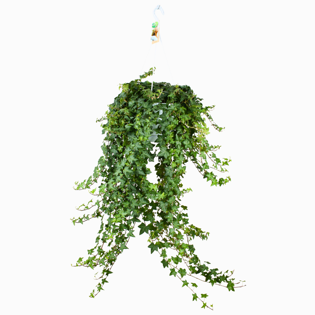 Hedera Helix 'Pittsburgh' (24Ø 100cm)