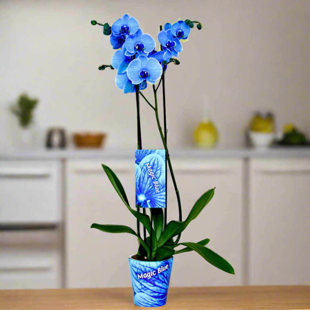 Phalaenopsis Orchid (12Ø 70cm)