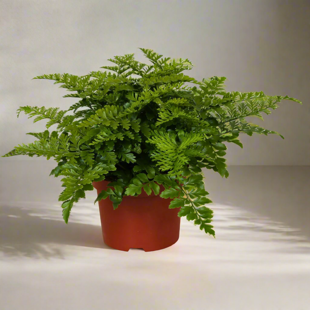 Asplenium Parvati (Mother Fern) (12Ø 25cm) £5.99