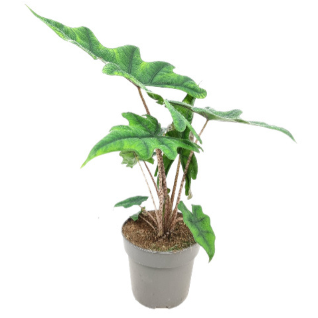 alocasia jacklyn