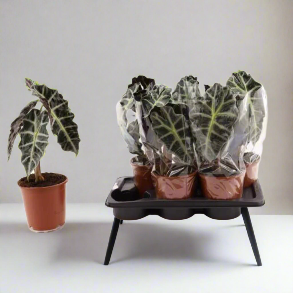 Alocasia amazonica 'Polly'