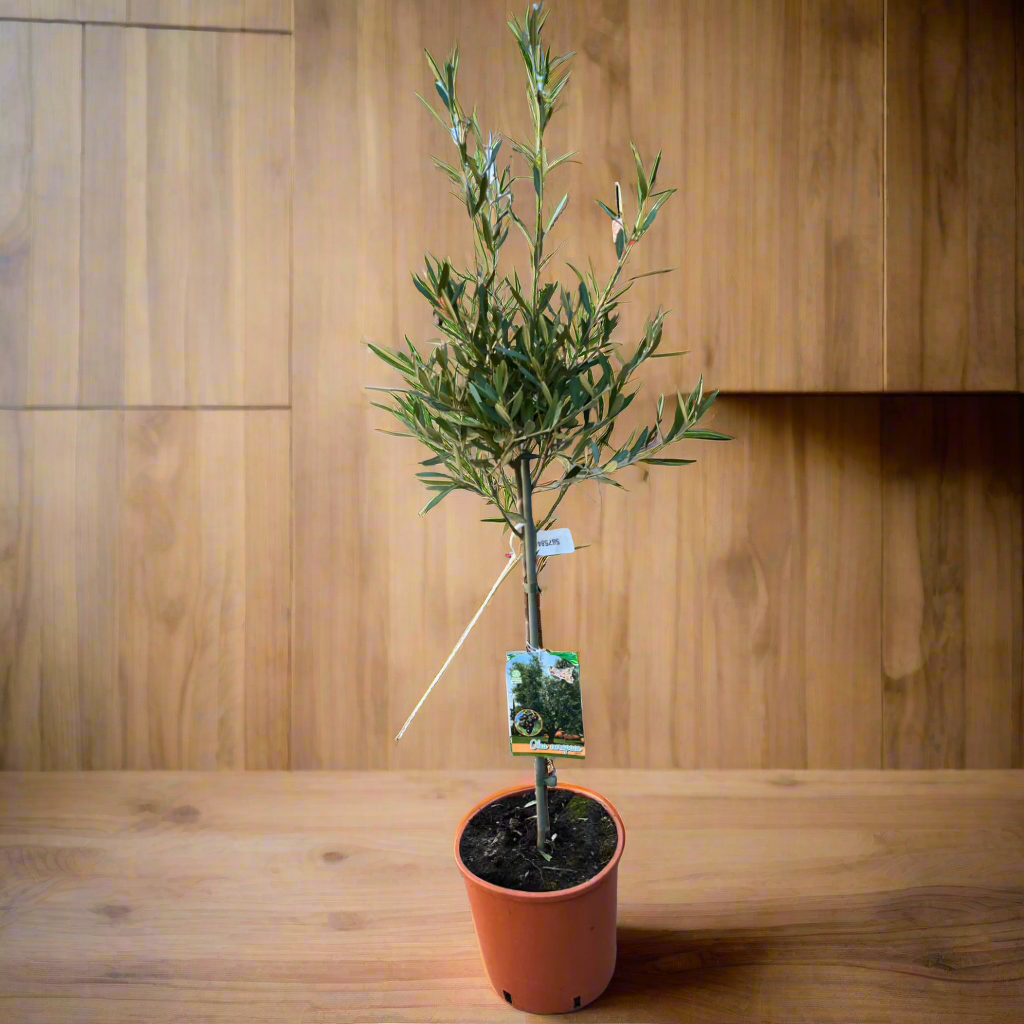 OLEA EUROPAEA CONT