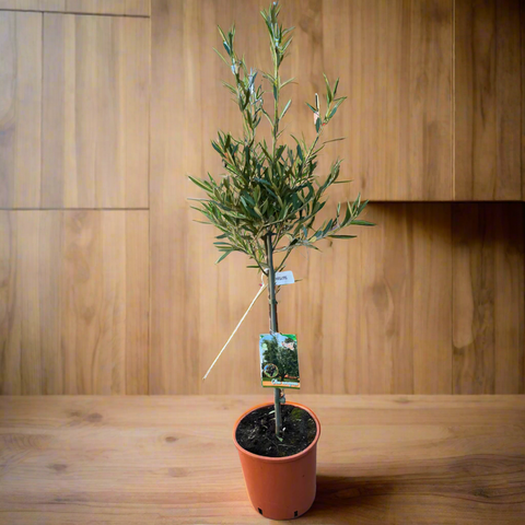 OLEA EUROPAEA CONT