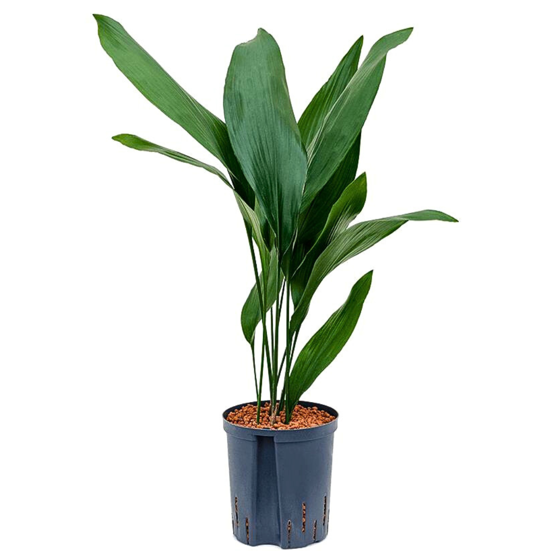 Aspidistra elatior