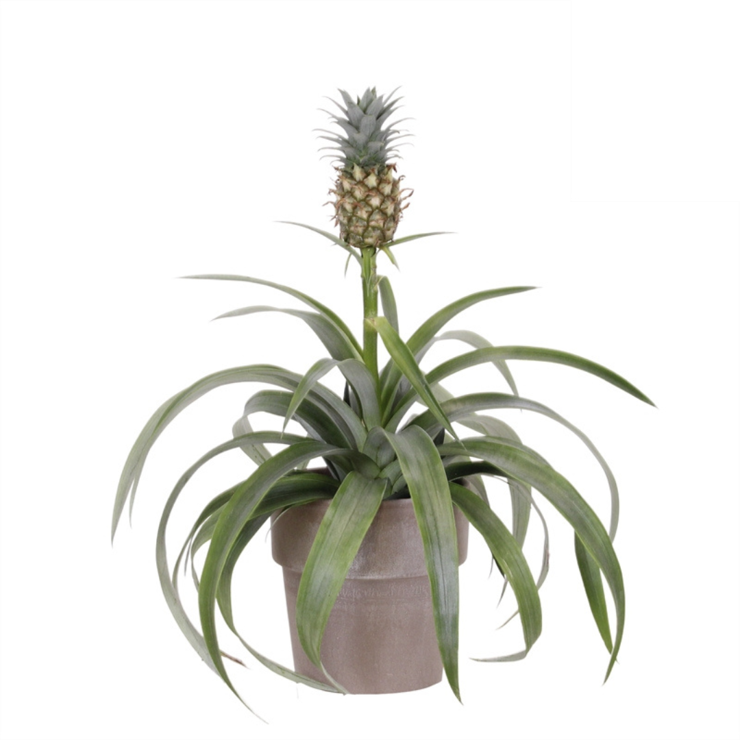 Pineapple Plant (Ananas comosus) (12Ø 37cm)