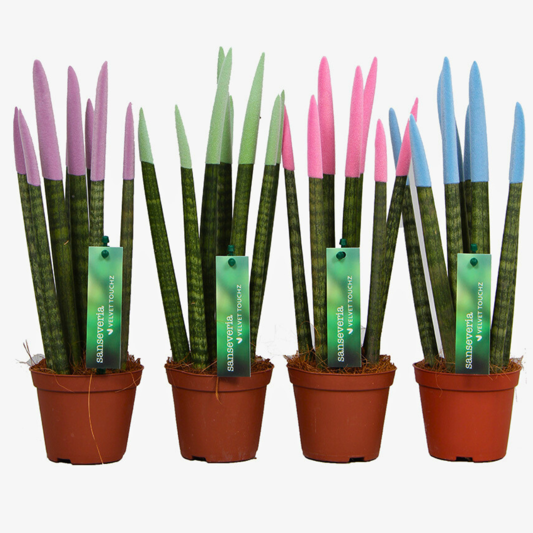 Sansevieria Velvet TouchZ