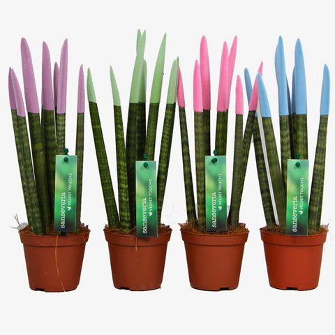 Sansevieria Velvet TouchZ