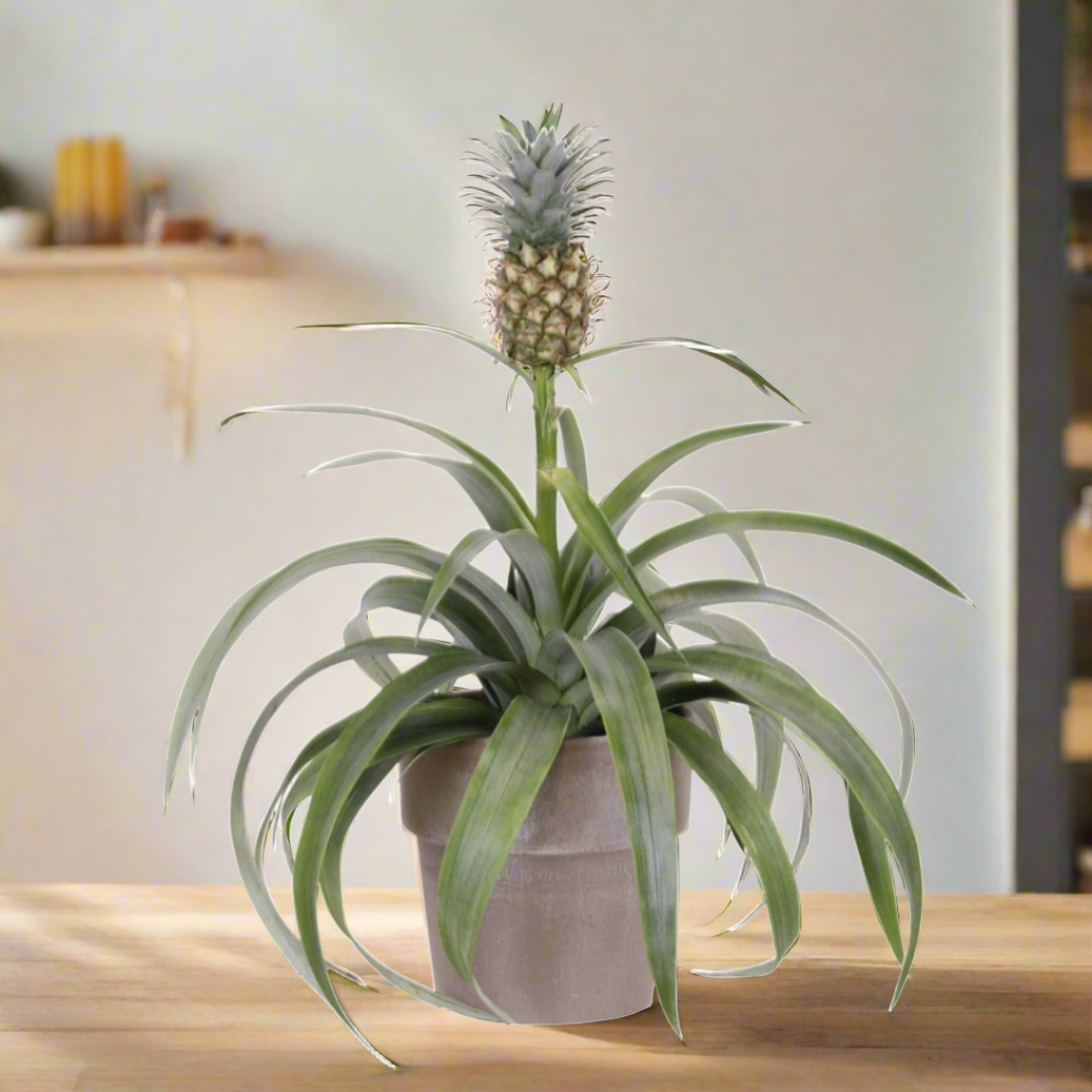 Pineapple Plant (Ananas comosus) (12Ø 37cm)