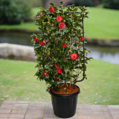 Camellia japonica (38Ø 150cm)