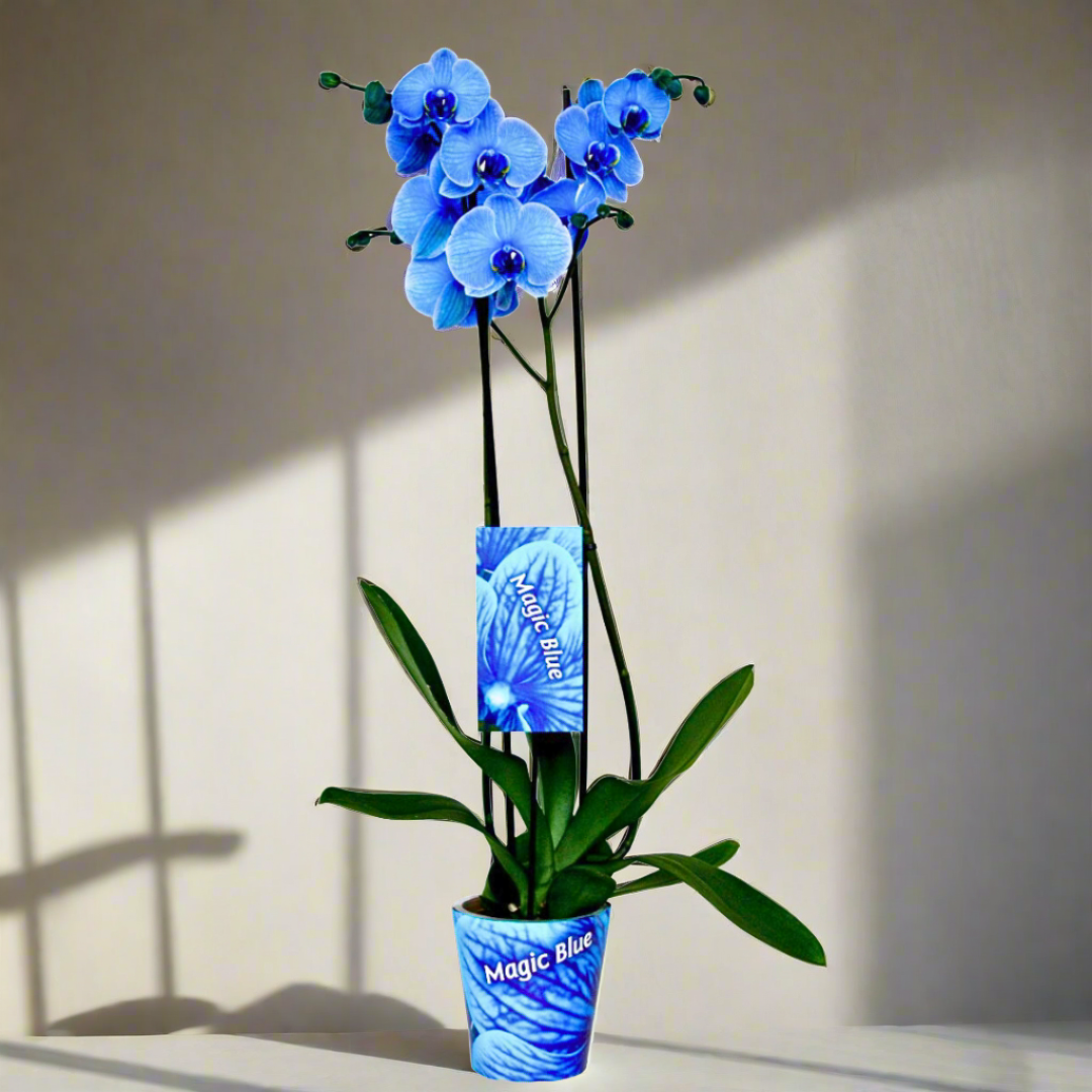Phalaenopsis Orchid (12Ø 70cm)