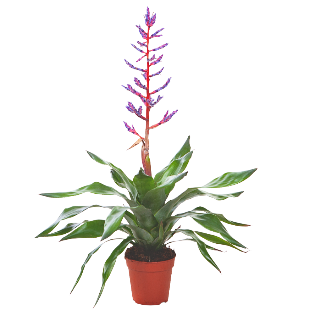 Aechmea Bromeliad 'Blue Rain' (15Ø 65cm)