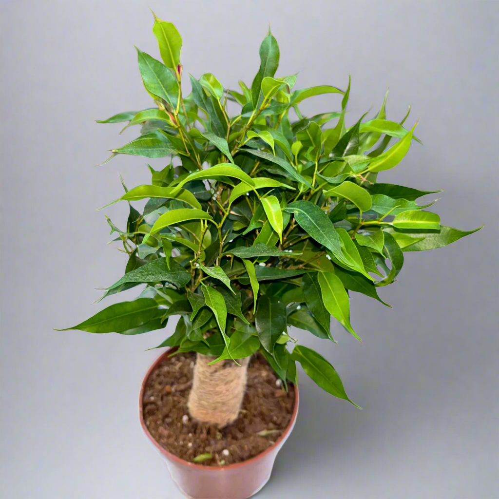Ficus benjamina 'Natasja'(12Ø 35cm)