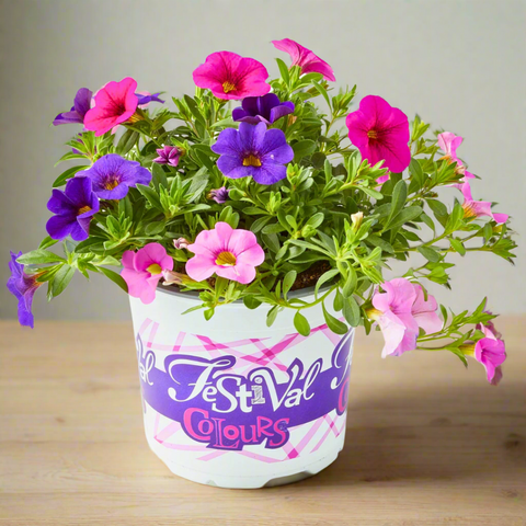 Calibrachoa (Million Bells)
